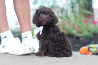 Alex, a male Cockapoo for sale in Millersburg, OH – 2 of 6