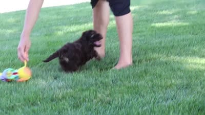 Trevor, a male Cockapoo for sale in Millersburg, OH – 10 of 10