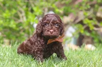 Sammie, a male Cockapoo for sale in Millersburg, OH – 3 of 5