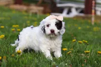 Natalie, a female Cockapoo for sale in Millersburg, OH – Photo 2 of 5