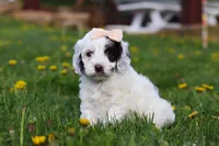 Natalie, a female Cockapoo for sale in Millersburg, OH – Photo 5 of 5