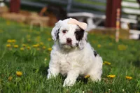 Natalie, a female Cockapoo for sale in Millersburg, OH – Photo 3 of 5