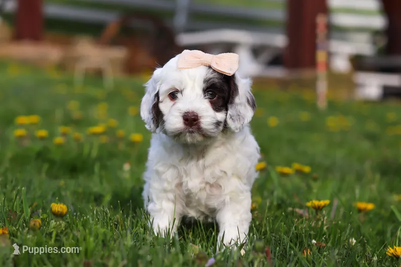 Natalie – Cockapoo puppy for sale in Millersburg, OH