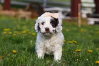 Natalie, a female Cockapoo for sale in Millersburg, OH – Photo 1 of 5