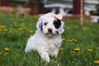 Natalie, a female Cockapoo for sale in Millersburg, OH – Photo 4 of 5