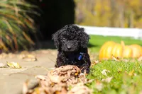 Landon, a male Cavapoo for sale in Millersburg, OH – 1 of 5