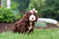 Hazel, a female Cockapoo for sale in Millersburg, OH – 3 of 8