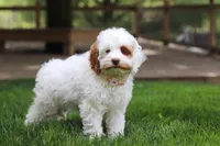 Juniper, a female Cockapoo for sale in Millersburg, OH – Photo 6 of 8