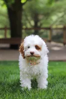 Juniper, a female Cockapoo for sale in Millersburg, OH – Photo 2 of 8