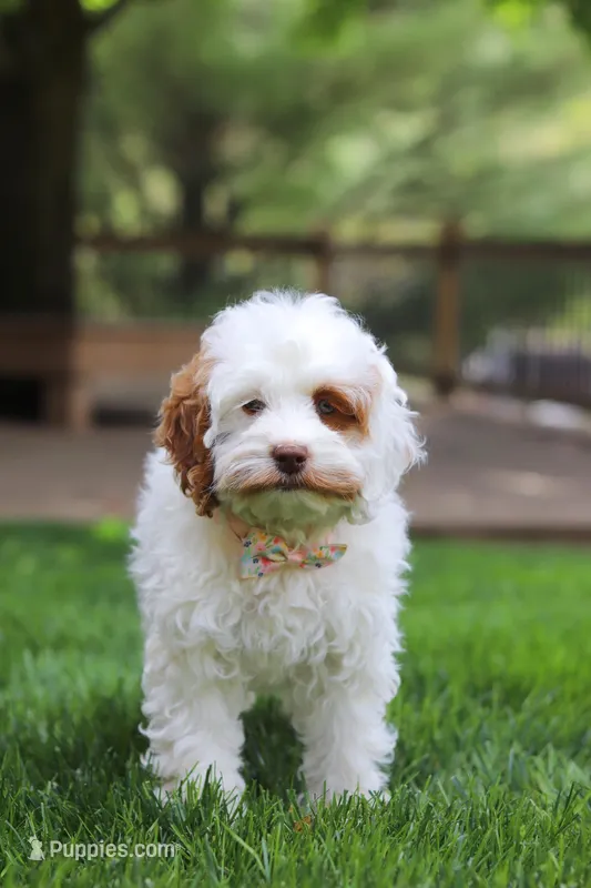 Juniper, a female Cockapoo for sale in Millersburg, OH – Photo 1 of 8