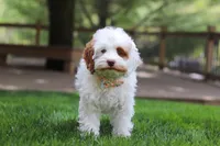 Juniper, a female Cockapoo for sale in Millersburg, OH – Photo 8 of 8