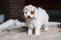 Juniper, a female Cockapoo for sale in Millersburg, OH – Photo 7 of 9