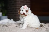 Juniper, a female Cockapoo for sale in Millersburg, OH – Photo 8 of 9