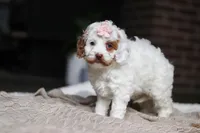 Juniper, a female Cockapoo for sale in Millersburg, OH – Photo 6 of 9