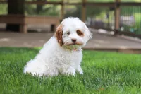 Juniper, a female Cockapoo for sale in Millersburg, OH – Photo 3 of 8