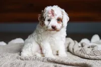 Juniper, a female Cockapoo for sale in Millersburg, OH – Photo 9 of 9
