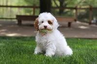 Juniper, a female Cockapoo for sale in Millersburg, OH – Photo 5 of 8