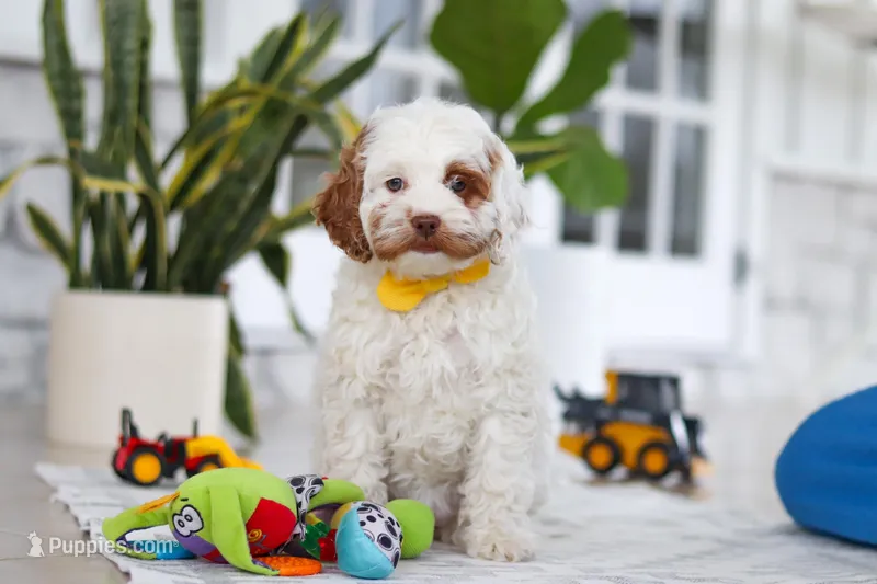 Juniper – Cockapoo puppy for sale in Millersburg, OH