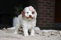 Juniper, a female Cockapoo for sale in Millersburg, OH – Photo 5 of 9