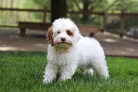 Juniper, a female Cockapoo for sale in Millersburg, OH – Photo 7 of 8