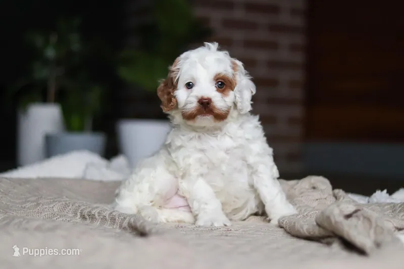 Juniper – Cockapoo puppy for sale in Millersburg, OH