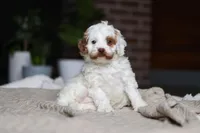 Juniper, a female Cockapoo for sale in Millersburg, OH – Photo 1 of 9