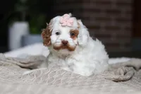 Juniper, a female Cockapoo for sale in Millersburg, OH – Photo 2 of 9