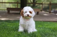 Juniper, a female Cockapoo for sale in Millersburg, OH – Photo 4 of 8