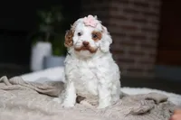 Juniper, a female Cockapoo for sale in Millersburg, OH – Photo 3 of 9