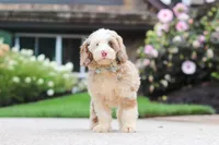 Oakley, a male Cockapoo for sale in Millersburg, OH – 4 of 8