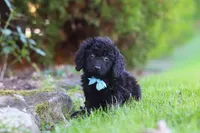 Vince, a male Cavapoo for sale in Millersburg, OH – 8 of 10