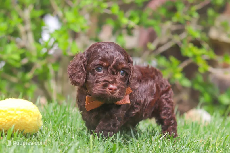 Sammie – Cockapoo puppy for sale in Millersburg, OH