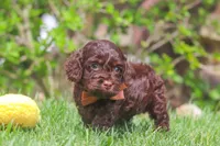 Sammie, a male Cockapoo for sale in Millersburg, OH – 1 of 5