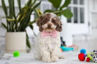 Sage, a male Cockapoo for sale in Millersburg, OH – 3 of 6