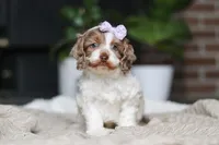 Sage, a male Cockapoo for sale in Millersburg, OH – Photo 3 of 10