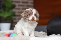 Sage, a male Cockapoo for sale in Millersburg, OH – Photo 10 of 10