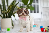 Sage, a male Cockapoo for sale in Millersburg, OH – 4 of 6