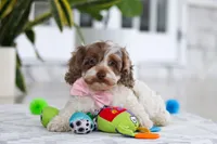 Sage, a male Cockapoo for sale in Millersburg, OH – 6 of 6