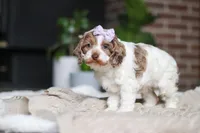 Sage, a male Cockapoo for sale in Millersburg, OH – Photo 8 of 10