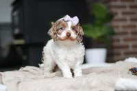 Sage, a male Cockapoo for sale in Millersburg, OH – Photo 7 of 10