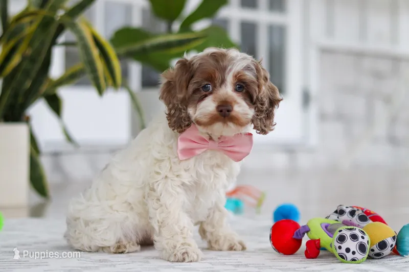 Sage – Cockapoo puppy for sale in Millersburg, OH