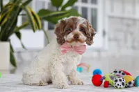 Sage, a male Cockapoo for sale in Millersburg, OH – 1 of 6