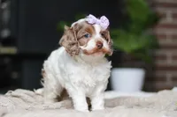 Sage, a male Cockapoo for sale in Millersburg, OH – Photo 5 of 10