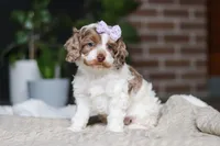 Sage, a male Cockapoo for sale in Millersburg, OH – Photo 1 of 10