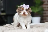 Sage, a male Cockapoo for sale in Millersburg, OH – Photo 6 of 10