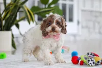 Sage, a male Cockapoo for sale in Millersburg, OH – 5 of 6