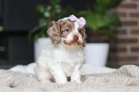 Sage, a male Cockapoo for sale in Millersburg, OH – Photo 9 of 10