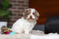 Sage, a male Cockapoo for sale in Millersburg, OH – Photo 2 of 10