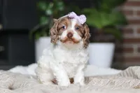 Sage, a male Cockapoo for sale in Millersburg, OH – Photo 4 of 10