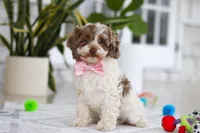 Sage, a male Cockapoo for sale in Millersburg, OH – 2 of 6